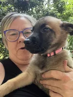 Pinky pie, a female Belgian Malinois and German Shepherd Dog for sale in Raleigh, NC – 6 of 10