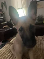 Sunny , a male Belgian Malinois and German Shepherd Dog for sale in Raleigh, NC – 2 of 10