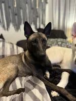 Sterling, a male Belgian Malinois and German Shepherd Dog for sale in Raleigh, NC – Photo 3 of 5