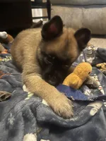 Sterling, a male Belgian Malinois and German Shepherd Dog for sale in Raleigh, NC – Photo 1 of 5