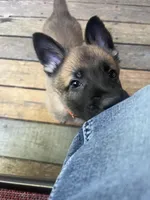 Sterling, a male Belgian Malinois and German Shepherd Dog for sale in Raleigh, NC – Photo 4 of 5