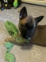 Sterling, a male Belgian Malinois and German Shepherd Dog for sale in Raleigh, NC – Photo 2 of 5