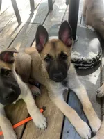 Sunny , a male Belgian Malinois and German Shepherd Dog for sale in Raleigh, NC – 4 of 10