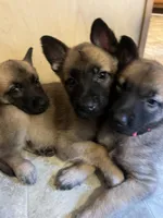 Violet , a female Belgian Malinois and German Shepherd Dog for sale in Raleigh, NC – Photo 2 of 5