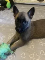 Violet , a female Belgian Malinois and German Shepherd Dog for sale in Raleigh, NC – Photo 4 of 5