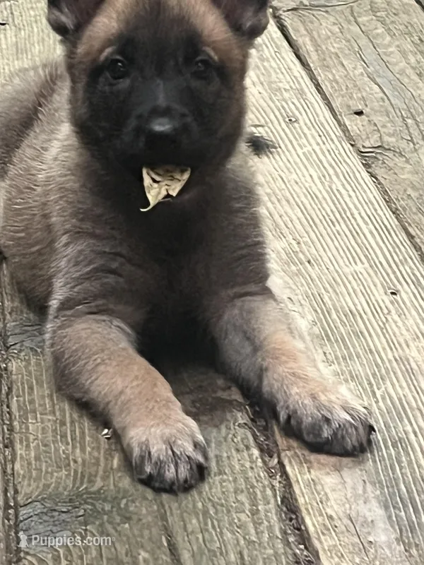 Violet  – Belgian Malinois, German Shepherd Dog puppy on hold in Raleigh, NC