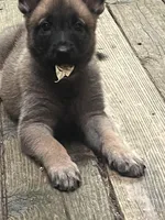 Violet , a female Belgian Malinois and German Shepherd Dog for sale in Raleigh, NC – Photo 1 of 5