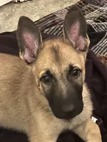 Sunny , a male Belgian Malinois and German Shepherd Dog for sale in Raleigh, NC – 3 of 10