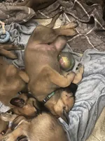 Pinky pie, a female Belgian Malinois and German Shepherd Dog for sale in Raleigh, NC – 3 of 10
