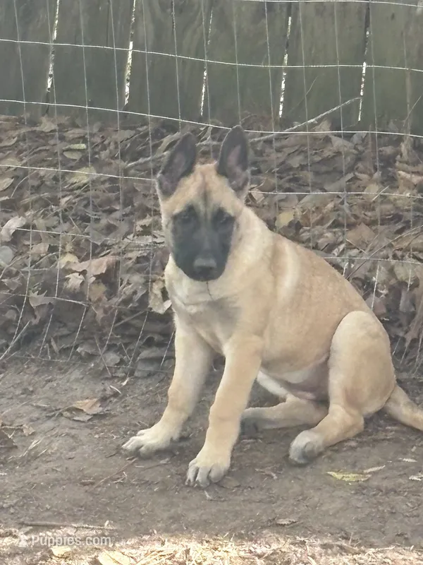 Pinky pie – Belgian Malinois, German Shepherd Dog puppy for sale in Raleigh, NC