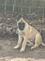 Bruno, a male Belgian Malinois and German Shepherd Dog for sale in Raleigh, NC – 5 of 6