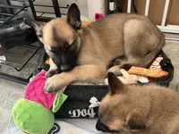 Pinky pie, a female Belgian Malinois and German Shepherd Dog for sale in Raleigh, NC – 5 of 10