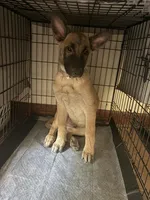 Bruno, a male Belgian Malinois and German Shepherd Dog for sale in Raleigh, NC – 4 of 6