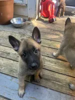 Olive, a female Belgian Malinois and German Shepherd Dog for sale in Raleigh, NC – Photo 1 of 7