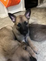 Olive, a female Belgian Malinois and German Shepherd Dog for sale in Raleigh, NC – Photo 4 of 7