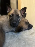 Olive, a female Belgian Malinois and German Shepherd Dog for sale in Raleigh, NC – Photo 2 of 7