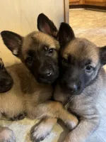 Olive, a female Belgian Malinois and German Shepherd Dog for sale in Raleigh, NC – Photo 7 of 7