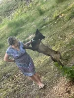 Brown Bear 🐻 , a male Belgian Malinois and German Shepherd Dog for sale in Raleigh, NC – Photo 3 of 8