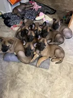 Brown Bear 🐻 , a male Belgian Malinois and German Shepherd Dog for sale in Raleigh, NC – Photo 7 of 8