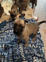 Brown Bear 🐻 , a male Belgian Malinois and German Shepherd Dog for sale in Raleigh, NC – Photo 5 of 8