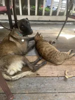 Brown Bear 🐻 , a male Belgian Malinois and German Shepherd Dog for sale in Raleigh, NC – Photo 4 of 8