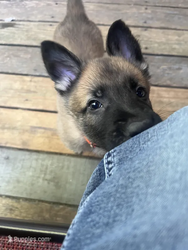 Brown Bear 🐻  – Belgian Malinois, German Shepherd Dog puppy for sale in Raleigh, NC