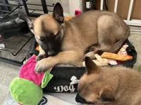 Brown Bear 🐻 , a male Belgian Malinois and German Shepherd Dog for sale in Raleigh, NC – Photo 2 of 8