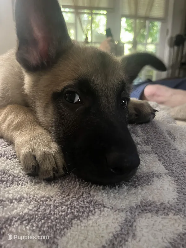 Black Jack  – Belgian Malinois, German Shepherd Dog puppy for sale in Raleigh, NC