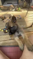 Black Jack , a male Belgian Malinois and German Shepherd Dog for sale in Raleigh, NC – Photo 2 of 6