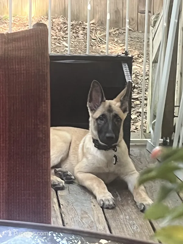 Bruno – Belgian Malinois, German Shepherd Dog puppy for sale in Raleigh, NC