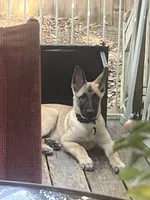 Bruno, a male Belgian Malinois and German Shepherd Dog for sale in Raleigh, NC – 1 of 6