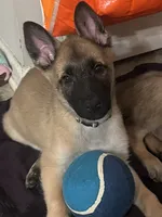 Bruno, a male Belgian Malinois and German Shepherd Dog for sale in Raleigh, NC – 2 of 6
