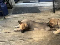 Pinky pie, a female Belgian Malinois and German Shepherd Dog for sale in Raleigh, NC – 8 of 10