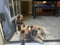 Blue Bear , a male Belgian Malinois and German Shepherd Dog for sale in Raleigh, NC – Photo 4 of 10