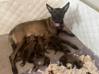 Blue Bear , a male Belgian Malinois and German Shepherd Dog for sale in Raleigh, NC – Photo 7 of 10