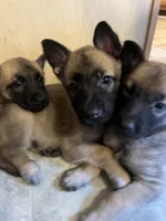 Blue Bear , a male Belgian Malinois and German Shepherd Dog for sale in Raleigh, NC – Photo 2 of 10