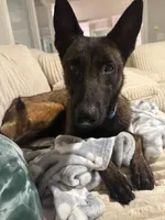 Blue Bear , a male Belgian Malinois and German Shepherd Dog for sale in Raleigh, NC – Photo 6 of 10