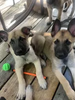Blue Bear , a male Belgian Malinois and German Shepherd Dog for sale in Raleigh, NC – Photo 3 of 10