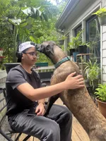 Blue Bear , a male Belgian Malinois and German Shepherd Dog for sale in Raleigh, NC – Photo 8 of 10