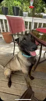 Blue Bear , a male Belgian Malinois and German Shepherd Dog for sale in Raleigh, NC – Photo 9 of 10