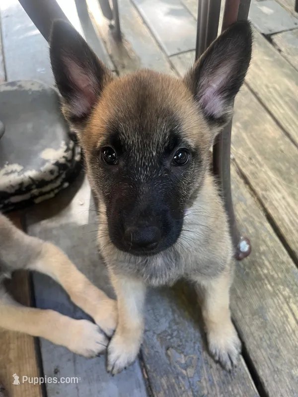 Blue Bear  – Belgian Malinois, German Shepherd Dog puppy for sale in Raleigh, NC