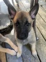 Blue Bear , a male Belgian Malinois and German Shepherd Dog for sale in Raleigh, NC – Photo 1 of 10