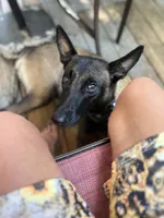 Blue Bear , a male Belgian Malinois and German Shepherd Dog for sale in Raleigh, NC – Photo 5 of 10