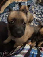 Oscar, a male Belgian Malinois and German Shepherd Dog for sale in Raleigh, NC – Photo 5 of 5