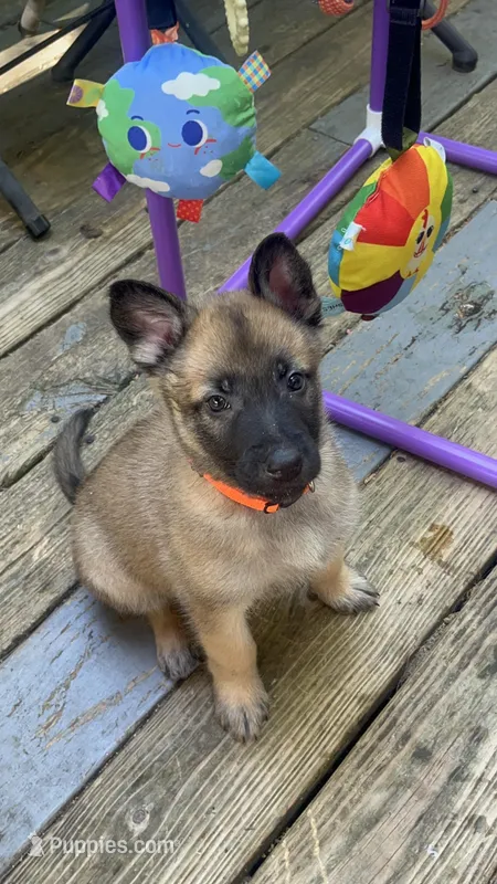 Oscar – Belgian Malinois, German Shepherd Dog puppy for sale in Raleigh, NC