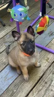 Oscar, a male Belgian Malinois and German Shepherd Dog for sale in Raleigh, NC – Photo 1 of 5