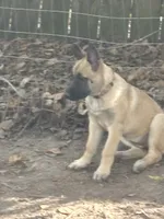 Bruno, a male Belgian Malinois and German Shepherd Dog for sale in Raleigh, NC – 6 of 6