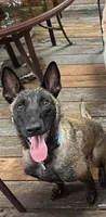 Pinky pie, a female Belgian Malinois and German Shepherd Dog for sale in Raleigh, NC – 9 of 10