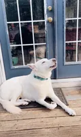 Pinky pie, a female Belgian Malinois and German Shepherd Dog for sale in Raleigh, NC – 2 of 10