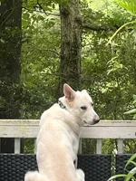 Sunny , a male Belgian Malinois and German Shepherd Dog for sale in Raleigh, NC – 8 of 10